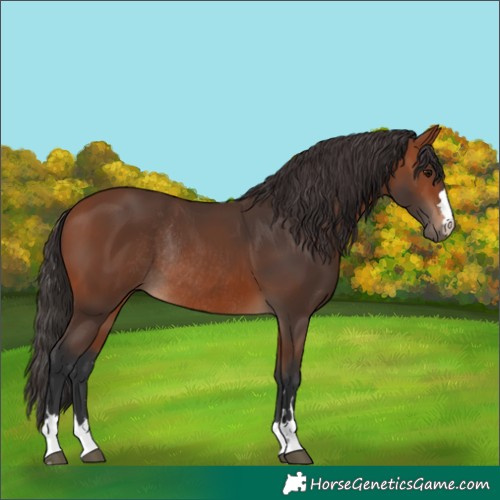 Horse Color:Bay Rabicano 