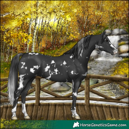 Horse Color:White Spotted Black Appaloosa 