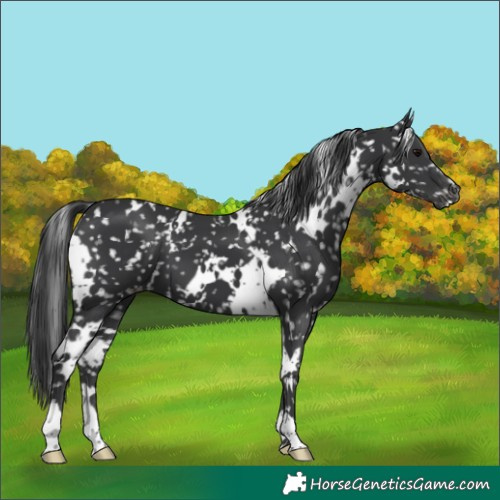 Horse Color:White Spotted Black Appaloosa 
