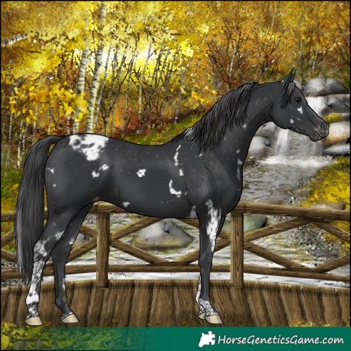 Horse Color:White Spotted Black Tobiano Varnish 