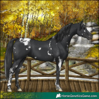 Horse Color:White Spotted Black Tobiano Appaloosa 