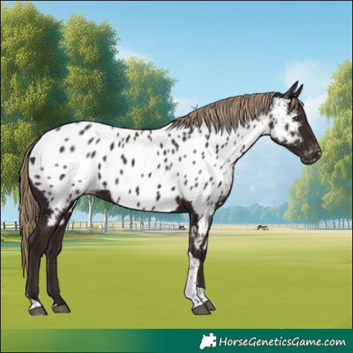 Horse Color:Liver Chestnut Tobiano Near Leopard 