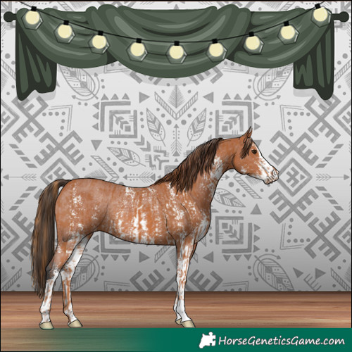 Horse Color:Chestnut Rabicano  and Bay Sabino Appaloosa Rabicano 