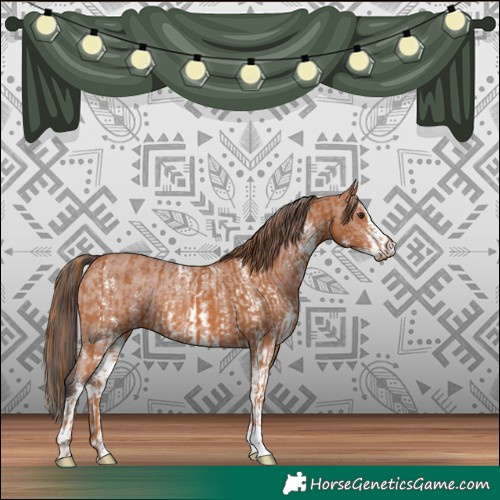 Horse Color:Chestnut Rabicano and Bay Sabino Appaloosa Rabicano
