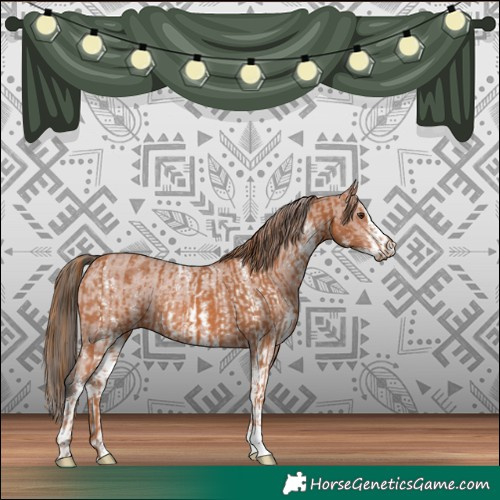 Horse Color:Chestnut Rabicano and Bay Sabino Varnish Rabicano