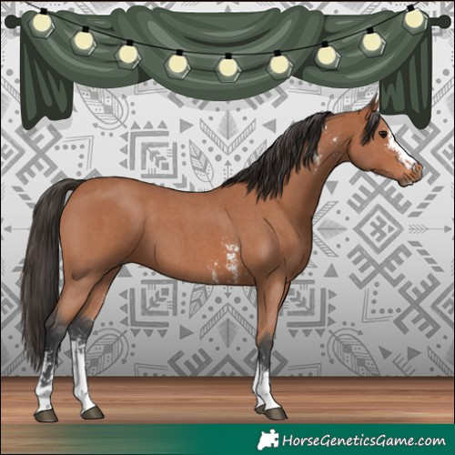 Horse Color:Bay Sabino 
