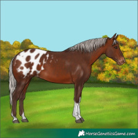 Horse Color:Silver Brown Tobiano Blanket 