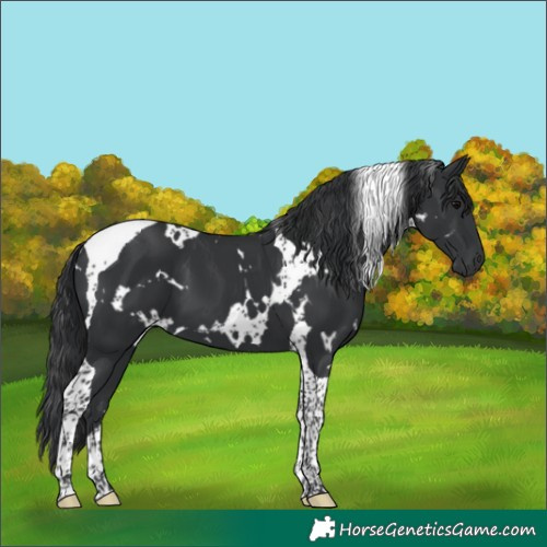 Horse Color:White Spotted Black Tobiano 