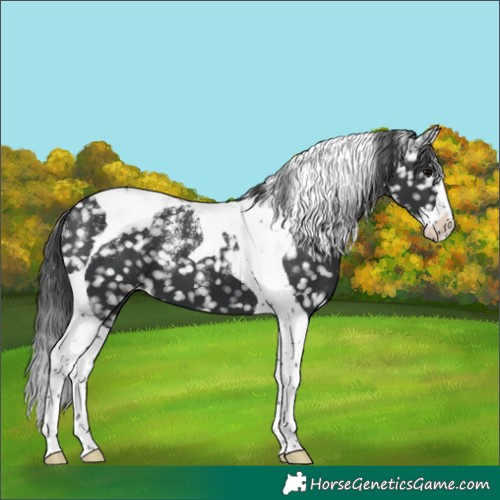 Horse Color:Powder White Black Splash Tobiano Snowflake Varnish
