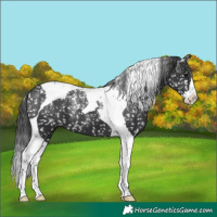 Horse Color:Powder White Black Splash Tobiano Appaloosa