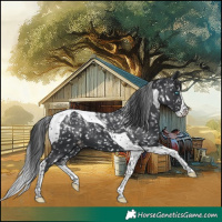 Horse Color:Powder White Black Splash Tobiano Appaloosa 