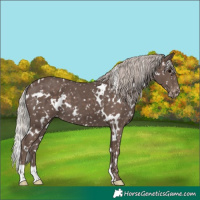 Horse Color:White Spotted Silver Black Snowflake Varnish 