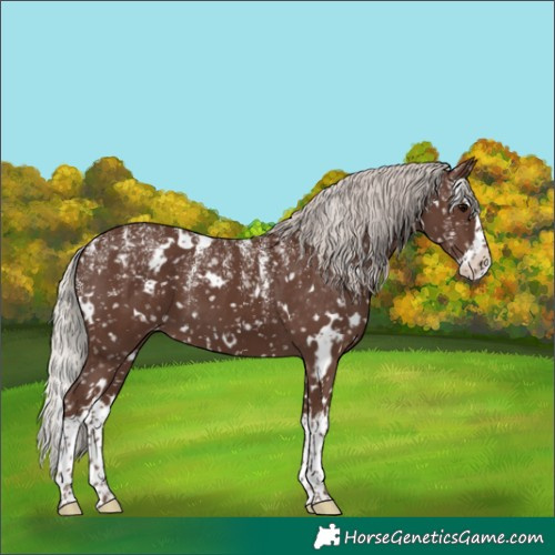 Horse Color:Powder White White Spotted Silver Black Splash Appaloosa 