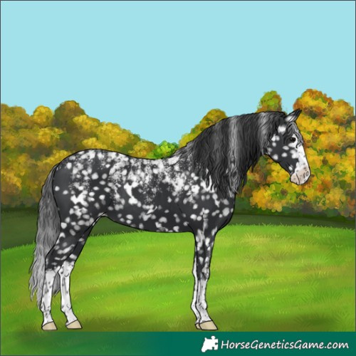 Horse Color:Powder White White Spotted Black Splash Snowflake Varnish