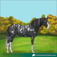 Horse Color:Powder White White Spotted Black Splash Appaloosa 