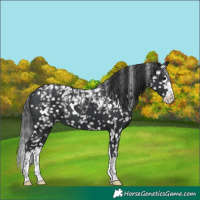 Horse Color:Powder White White Spotted Black Splash Snowflake Varnish