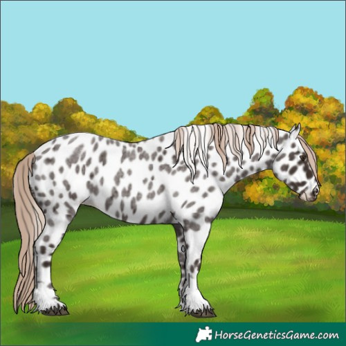 Horse Color:Liver Red Roan Tobiano Near Leopard 