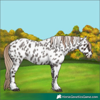 Horse Color:Liver Red Roan Tobiano Appaloosa 