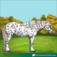 Horse Color:Liver Red Roan Tobiano Near Leopard 