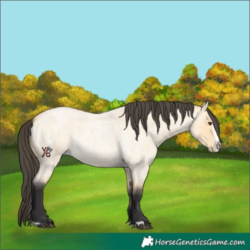 Horse Color:Buckskin Roan Dun Splash 