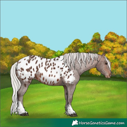 Horse Color:Silver Brown Tobiano Appaloosa