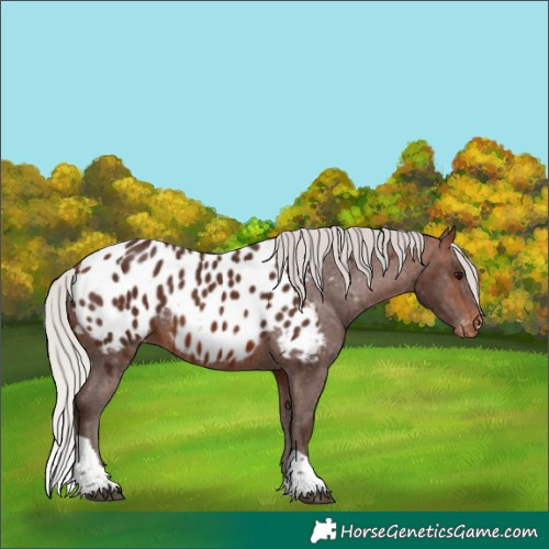 Horse Color:Silver Brown Tobiano Appaloosa 