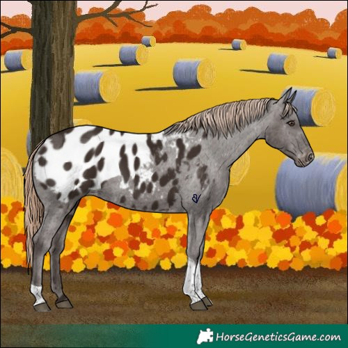 Horse Color:Liver Chestnut Tobiano Appaloosa 