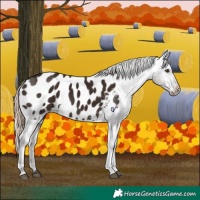 Horse Color:Liver Chestnut Tobiano Appaloosa