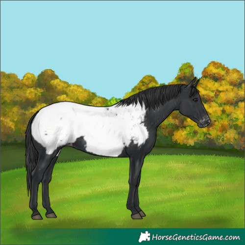 Horse Color:Black Snowcap
