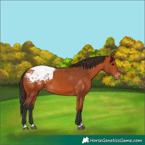 Horse Color:Bay Snowcap