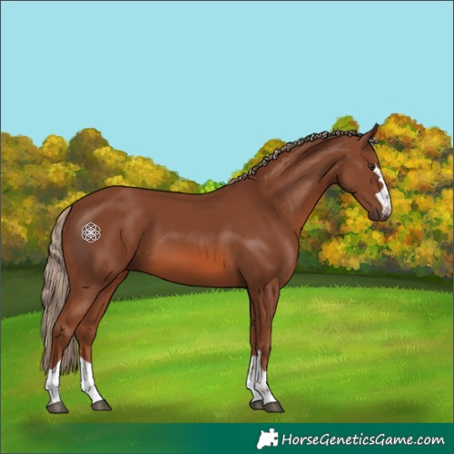 Horse Color:Chestnut 