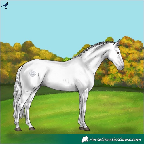 Horse Color:Gray Bay 