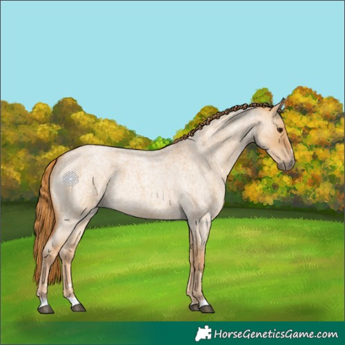 Horse Color:Red Dun Roan 