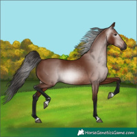 Horse Color:Gray Bay 