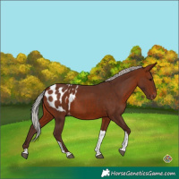 Horse Color:Silver Bay Tobiano Appaloosa