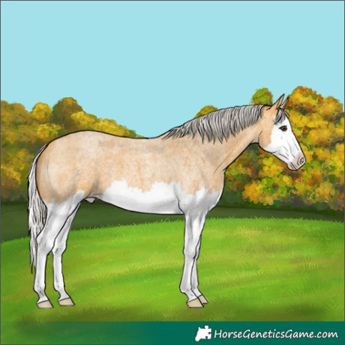 Horse Color:Silver Buckskin Roan Splash 