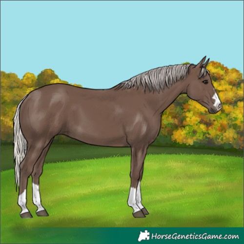 Horse Color:Silver Black 