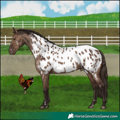 Horse Color:Liver Red Dun Near Leopard Brindle 