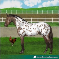 Horse Color:Liver Red Dun Appaloosa Brindle 