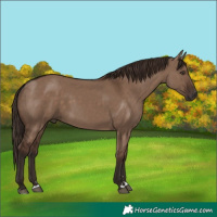 Horse Color:Liver Red Dun 