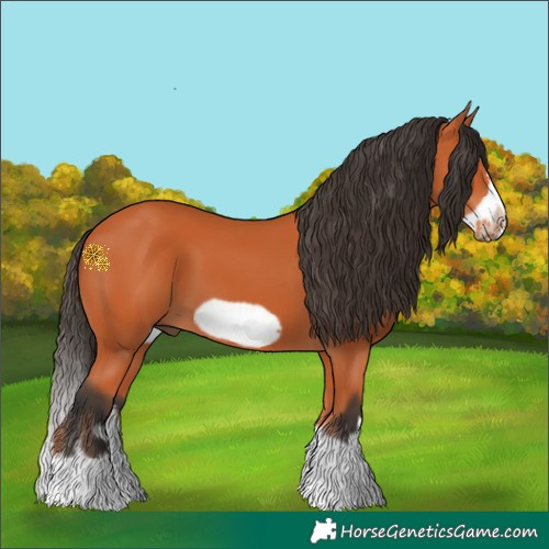 Horse Color:Bay Splash Frame 