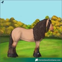 Horse Color:Bay Dun