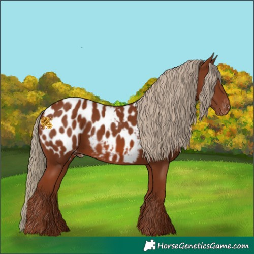 Horse Color:Chestnut Appaloosa 