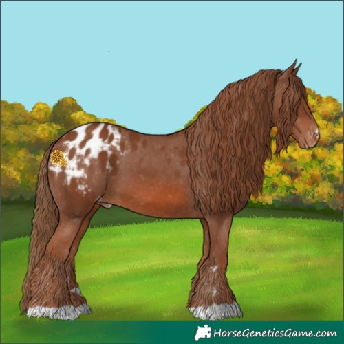 Horse Color:Chestnut Blanket 