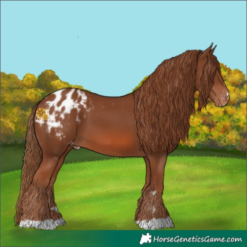 Horse Color:Chestnut Appaloosa 