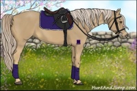 Horse Color:Palomino