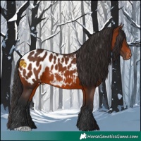Horse Color:Brown Appaloosa 