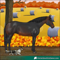 Horse Color:Brown 