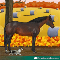 Horse Color:Brown 