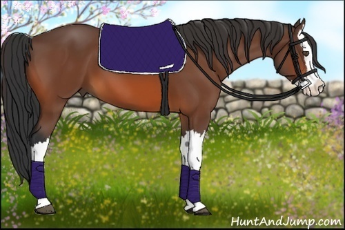 Horse Color:Bay Splash 